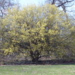 webCornus_mas