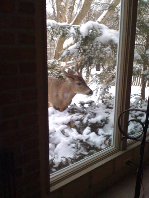 Image of Deer with antlers resting on hydrangea bush